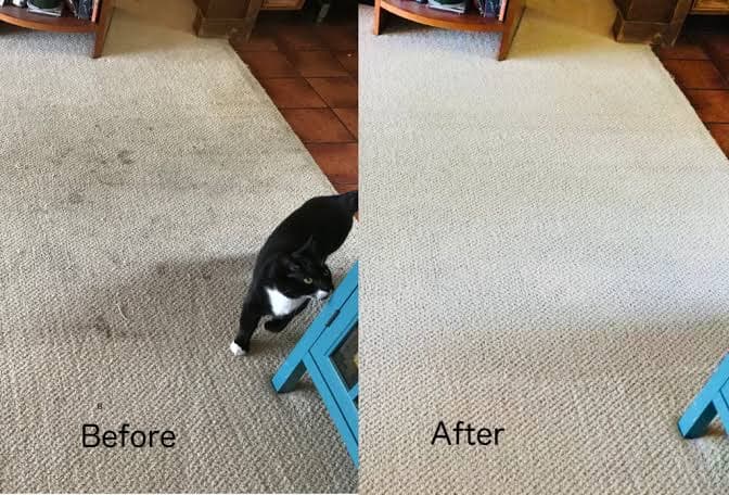 Delight Carpet Care