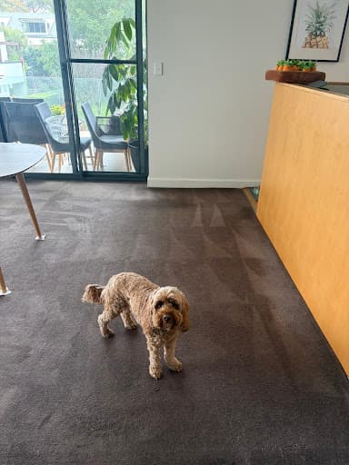 Go Green Carpet Clean. — Customer photo