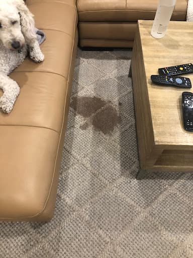 Myer Carpet Cleaning — Customer photo