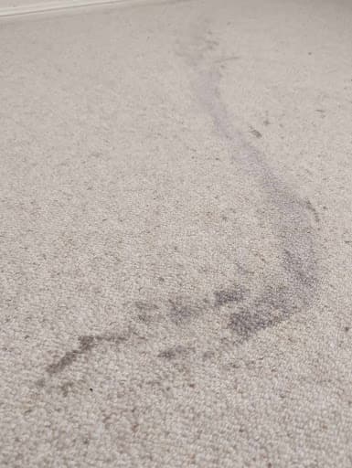 Ideal Carpet Cleaning & Pest Control Toowoomba — Customer photo