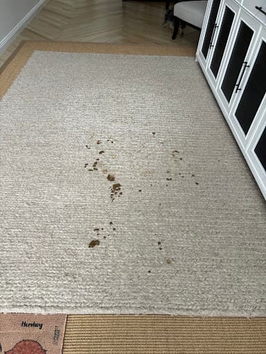 Sydney Steemer Carpet Cleaner — Customer photo