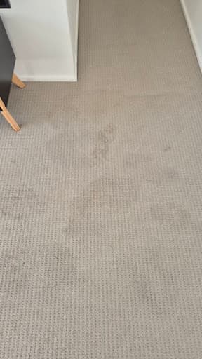 Shine Carpet Cleaning & Pest Services- Brisbane — Customer photo