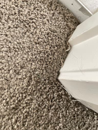Electrodry Carpet Dry Cleaning Newcastle — Customer photo