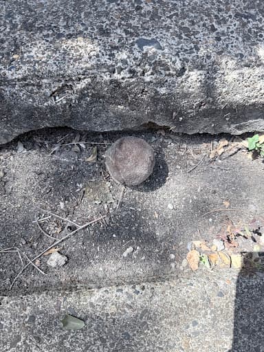 Gutter Savvy Gutter Cleaning — Customer photo